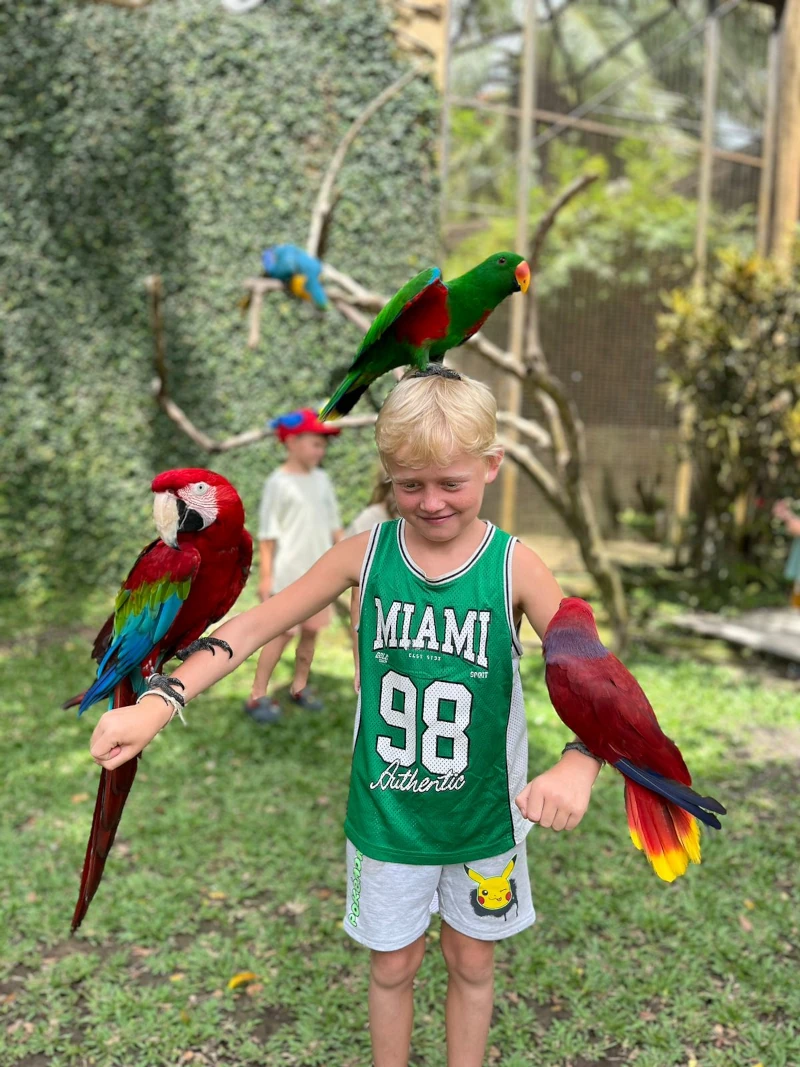 A boy is at a bird park with colourful parrots sitting on his arms and head.